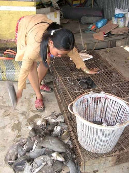 Ở các chợ vùng đồng bằng sông Cửu Long, việc bắt chuột, bán chuột,...